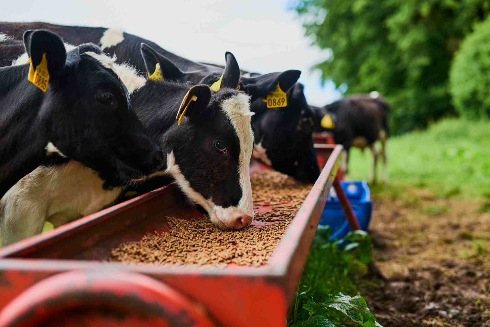Maior produtividade e o consumo adequado de ração na fase de ...
