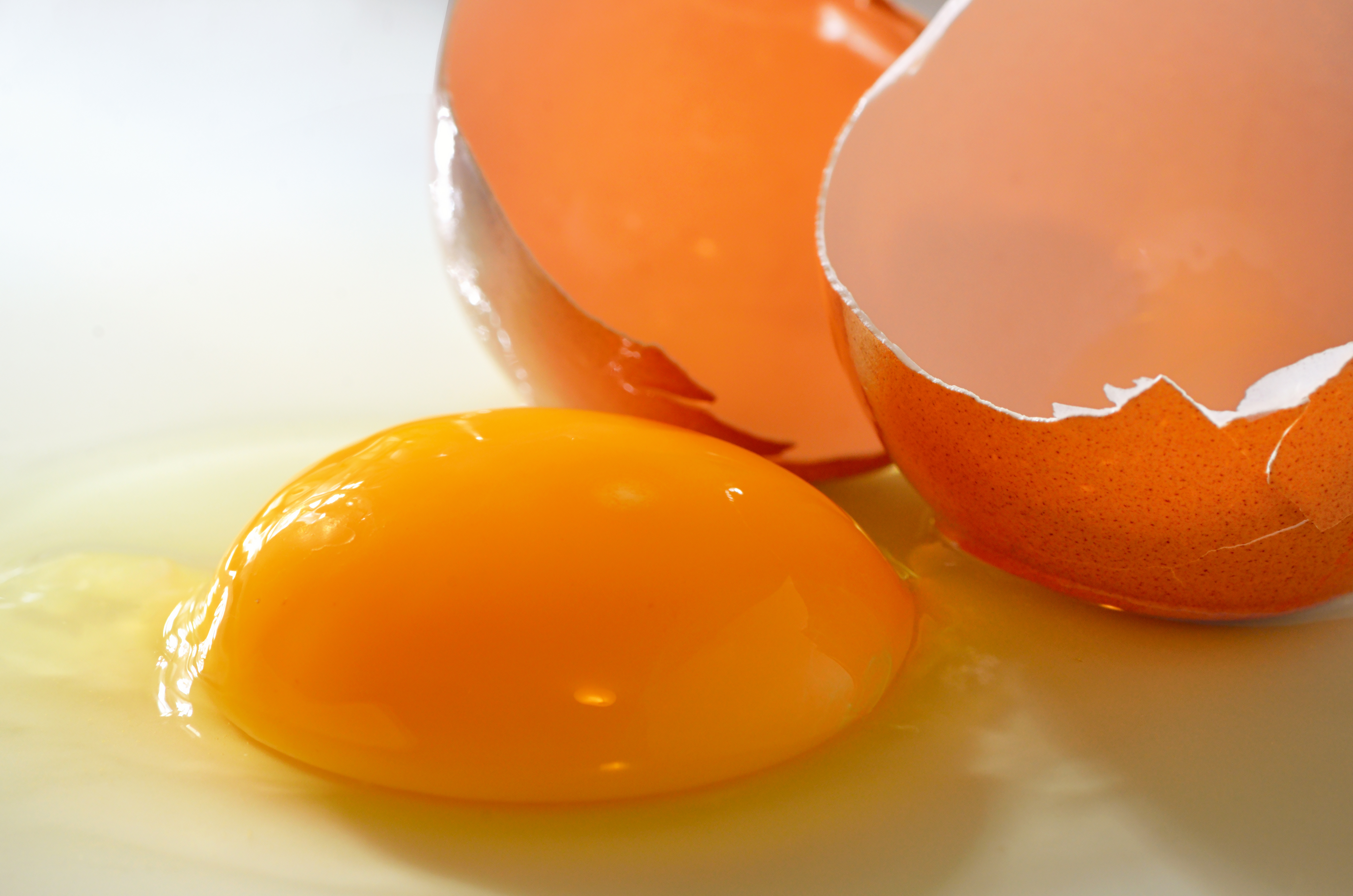 Como o ovo se forma dentro da galinha?