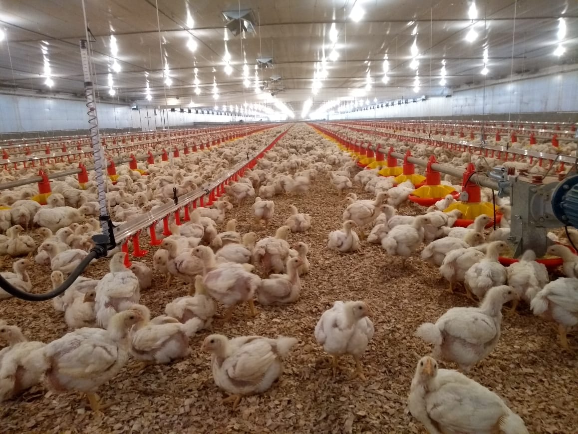 Ave em conforto térmico ou termorregulação nula, onde não há gasto energético para manter a temperatura corporal.