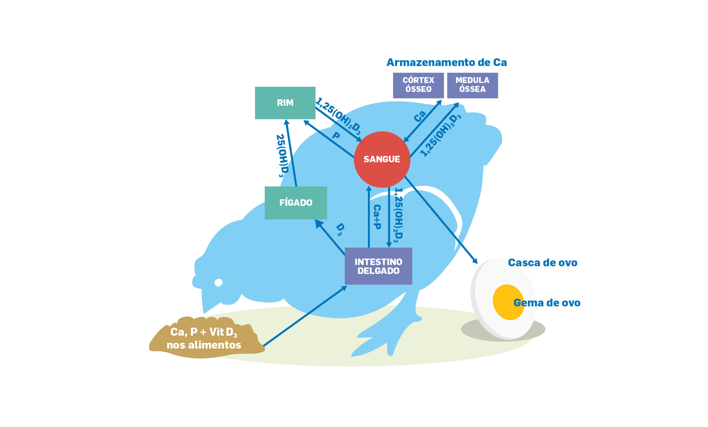Bioquímica do metabolismo de cálcio e fósforo em galinhas